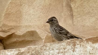 Rock Sparrow