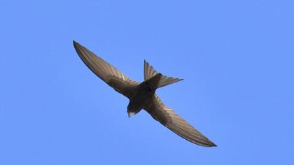 Pallid Swift