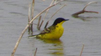 Sarı kuyruksallayan