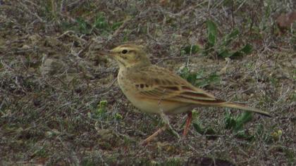 Tawny Pipit