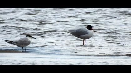 Sandwich Tern
