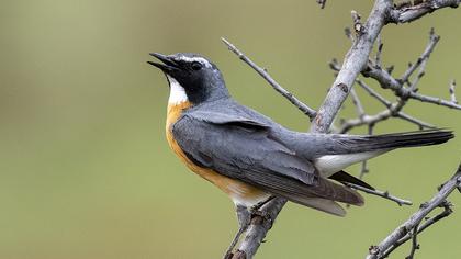 White-throated Robin