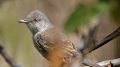 Barred Warbler