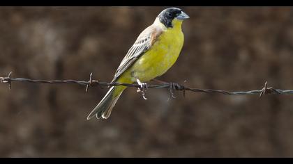 Black-headed Bunting