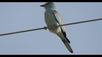 European Roller