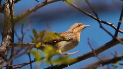 Eurasian Wryneck