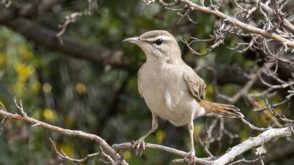 Rufous-tailed Scrub Robin