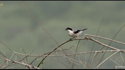 Karaalınlı örümcekkuşu