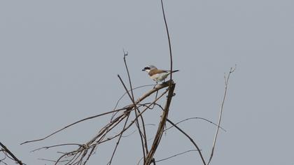 Kızılsırtlı örümcekkuşu