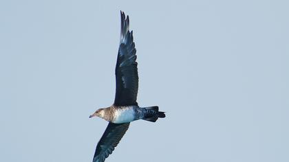 Pomarine Jaeger