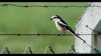 Maskeli örümcekkuşu