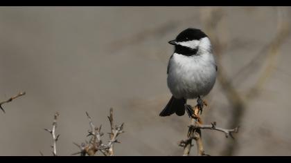 Akyanaklı baştankara