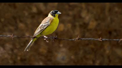 Black-headed Bunting
