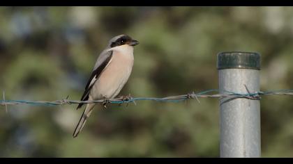 Lesser Grey Shrike