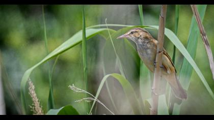 Great Reed Warbler