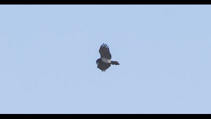 Short-toed Snake Eagle