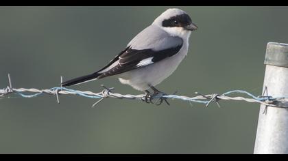 Lesser Grey Shrike