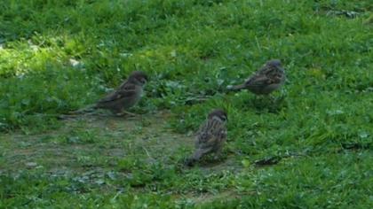 Eurasian Tree Sparrow