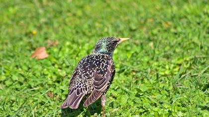 Common Starling