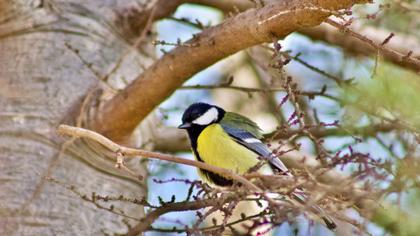 Great Tit