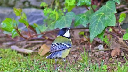 Great Tit