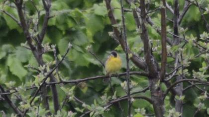 Black-headed Bunting