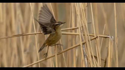 Moustached Warbler