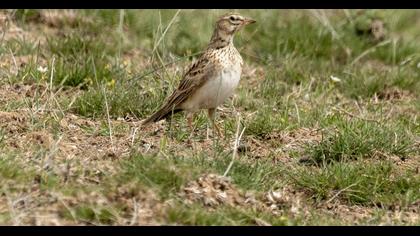 Bimaculated Lark