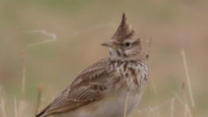 Crested Lark