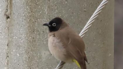 White-spectacled Bulbul