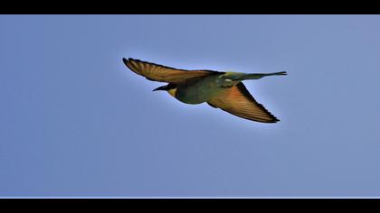 European Bee-eater