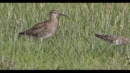 Sürmeli kervançulluğu