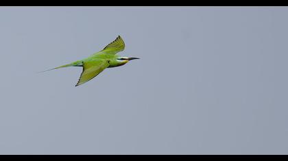Blue-cheeked Bee-eater
