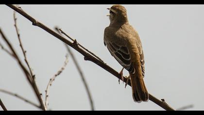 Rufous-tailed Scrub Robin