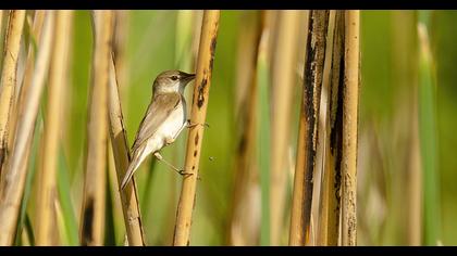 Eurasian Reed Warbler