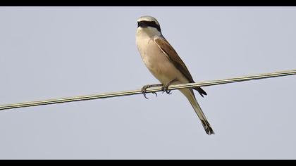 Red-backed Shrike