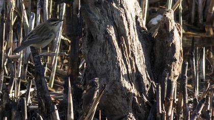 Bıyıklı kamışçın