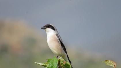 Lesser Grey Shrike