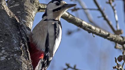 Syrian Woodpecker