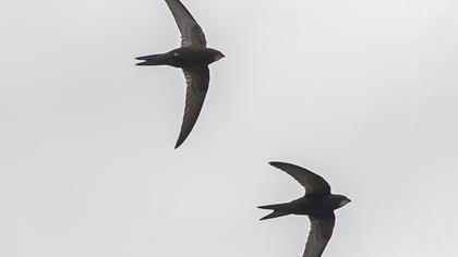 Common Swift