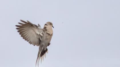 Eurasian Collared Dove