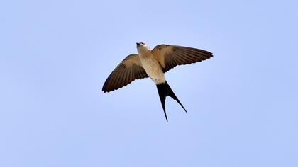 Red-rumped Swallow