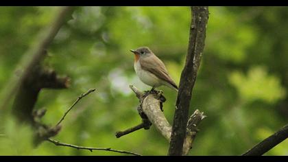 Red-breasted Flycatcher