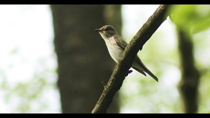 Spotted Flycatcher