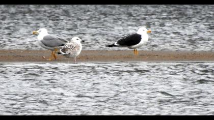 Lesser Black-backed Gull