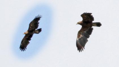 Steppe Eagle