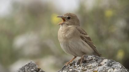 Pale Rockfinch