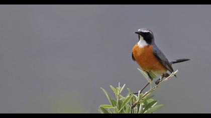 White-throated Robin