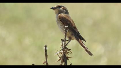 Red-backed Shrike