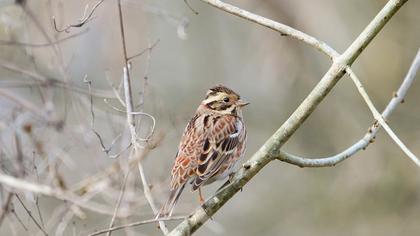 Akkaşlı kirazkuşu
